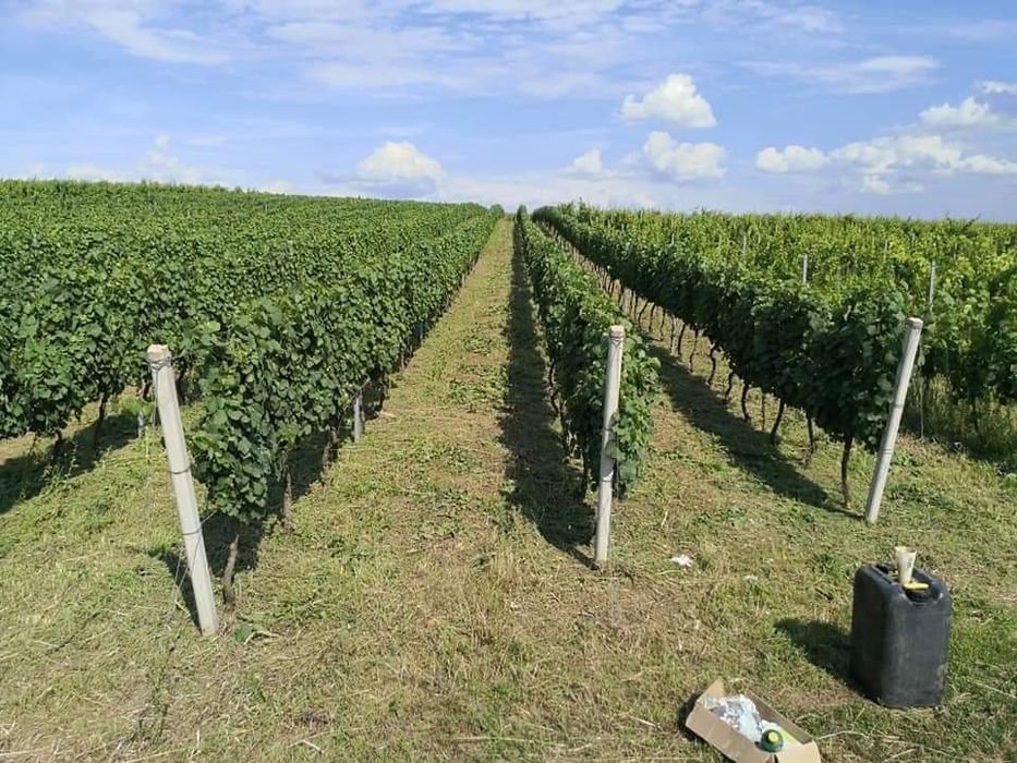 Grapes from the noble vine for sale