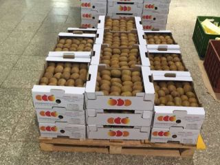 Sale of premium Hayward kiwis from IranImport of kiwis