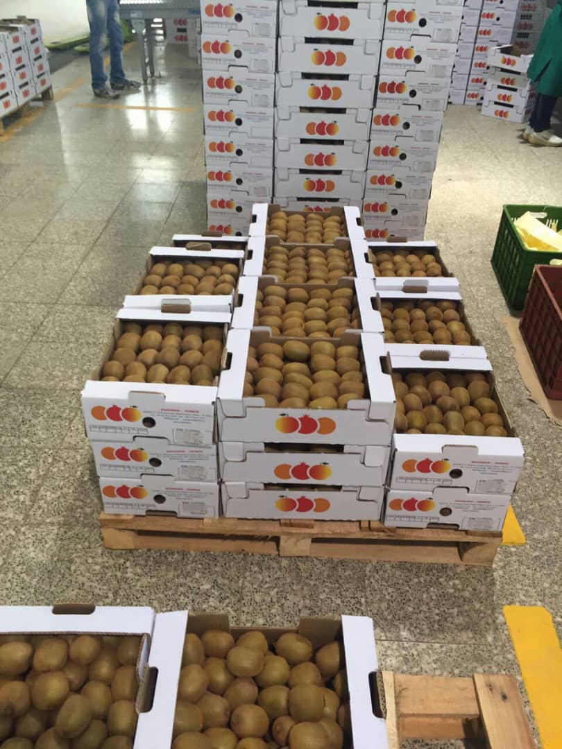 Sale of premium Hayward kiwis from IranImport of kiwis (80-100 g) directly from the orchards of Iran