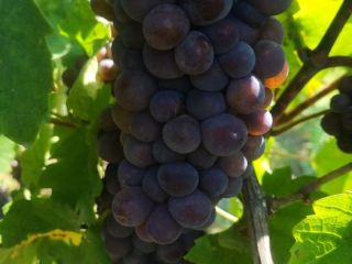 Grapes from the noble vine for sale. The best