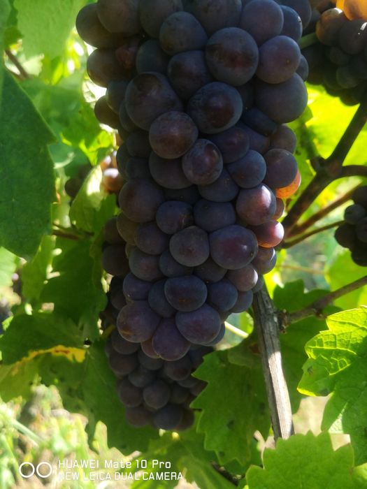 Grapes from the noble vine for sale