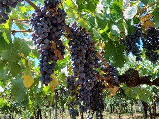 Red grapes Merlot and Montepulciano, Castelli Romani doc. Located