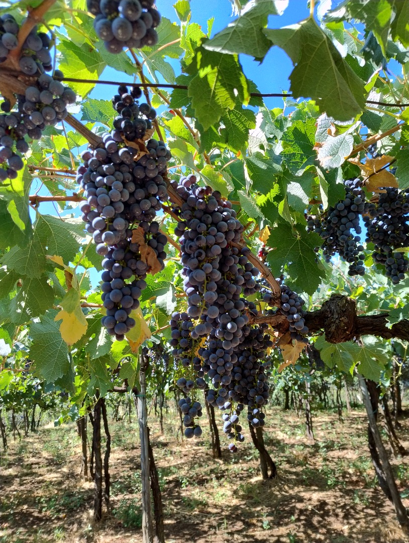 Red grapes Merlot and Montepulciano, Castelli Romani doc