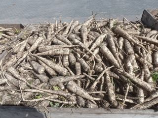 I will sell young parsley, Arctica variety, cal 3+
