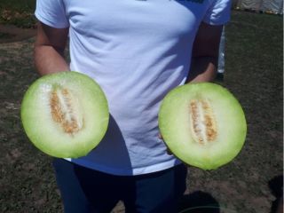 We sell over 100 tons of watermelon / cantaloupe.