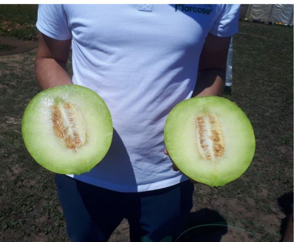 We sell over 100 tons of watermelon / cantaloupe