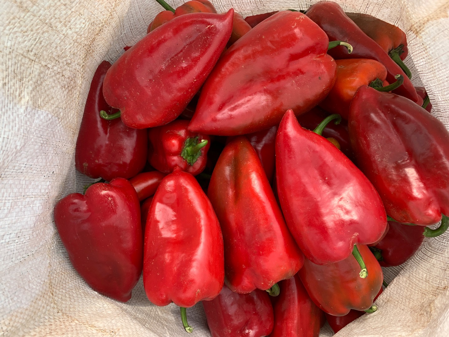 Продава се червена чушка капия 1 и 2 качество