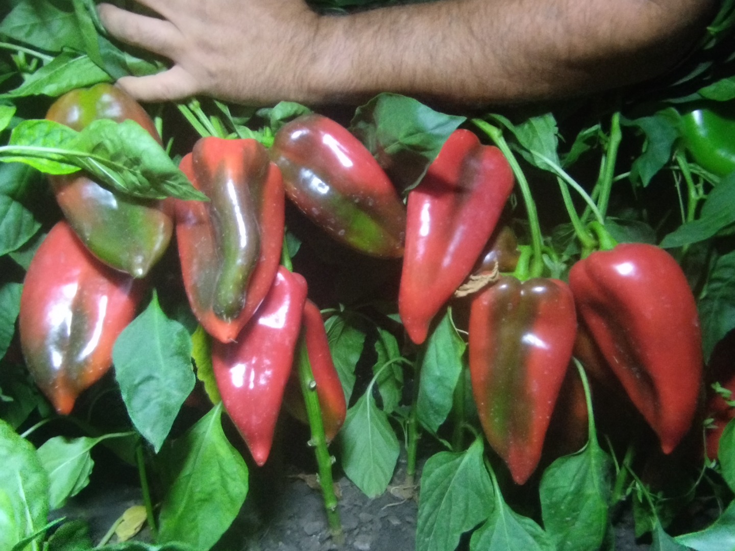 I am selling red pepper