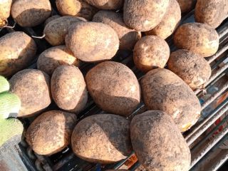 I will sell lili and wineta potatoes packed in