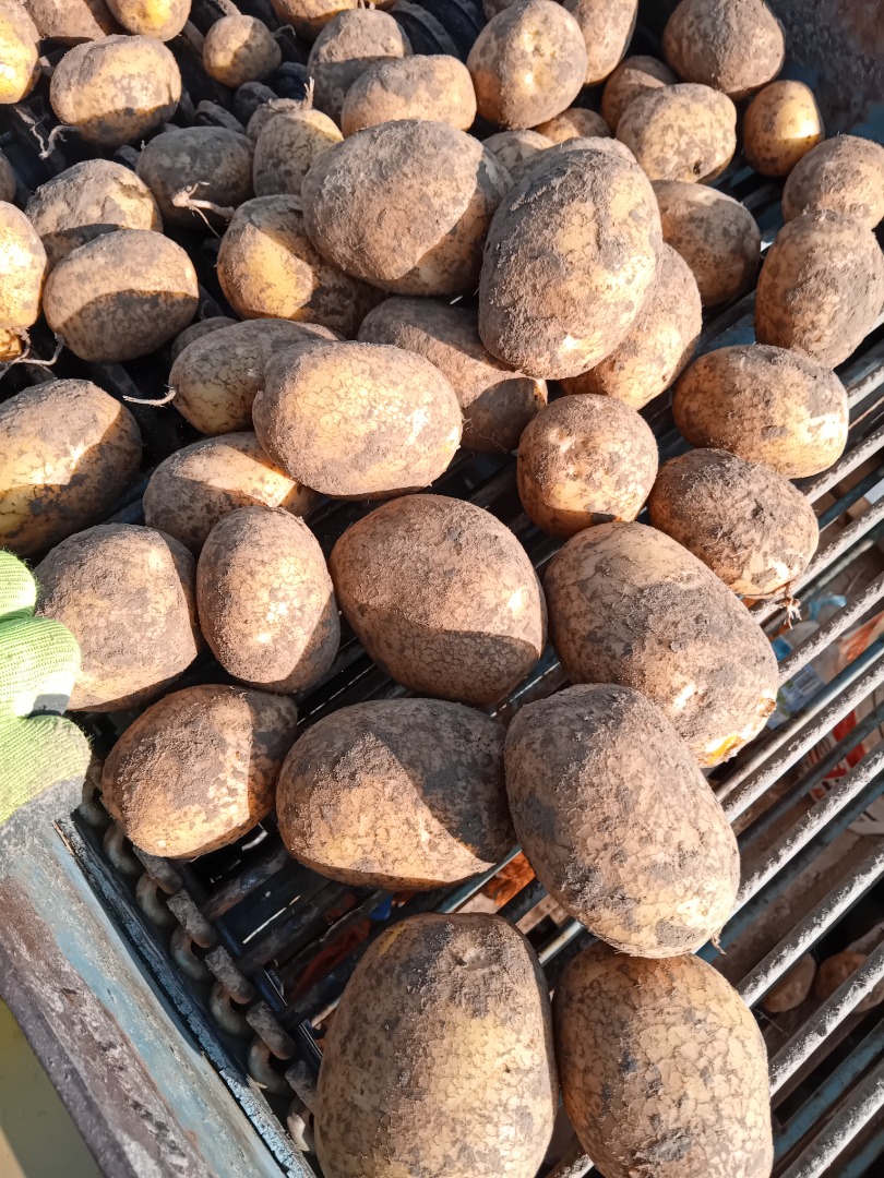 I will sell lili and wineta potatoes packed in 15kg