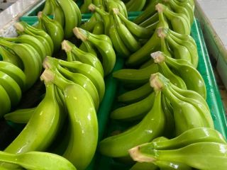 Cavendish Banana Packaging: 18 kg per box Origin: Dominican