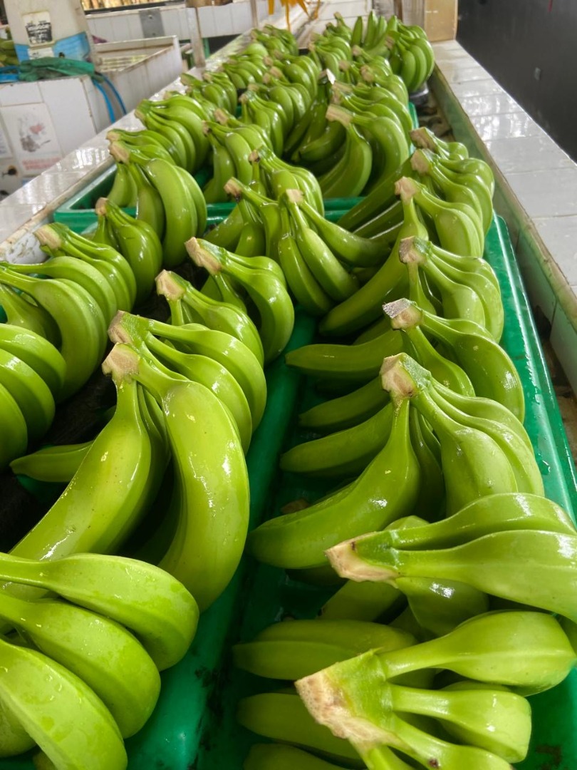 Cavendish Banana Packaging: 18 kg per box Origin: Dominican Republic Imported product