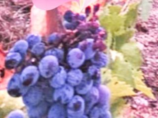 Fresh black and white grapes of very good quality,