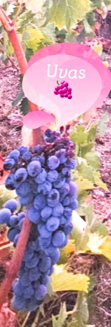 Fresh black and white grapes of very good quality, negotiable price, if you are interested or have any questions you can call us without any problem