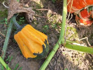 I will sell decorative pumpkins from my own farm.