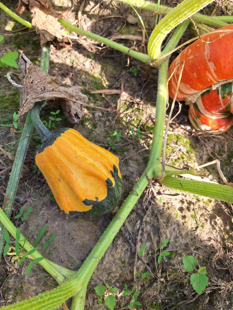 I will sell decorative pumpkins from my own farm