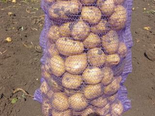 fresh potatoes bag 25 kg 1 ton price 250