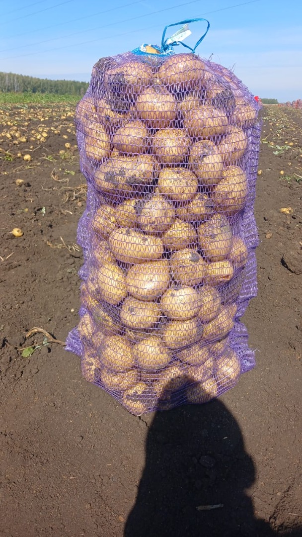 fresh potatoes bag 25 kg 1 ton price 250 euro CIF POLAND