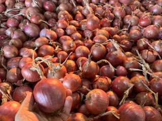 Pink BLUSH and yellow NATION onions, GLOBALGap, GRASP certificates.