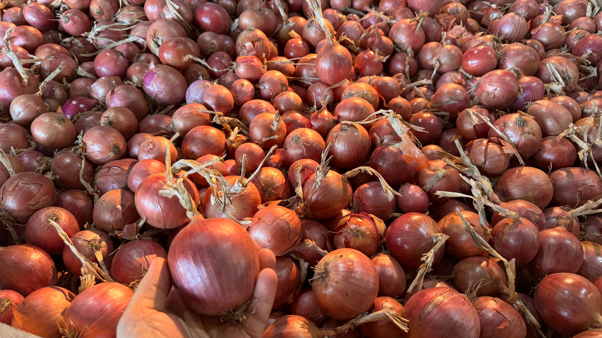 Pink BLUSH and yellow NATION onions, GLOBALGap, GRASP certificates