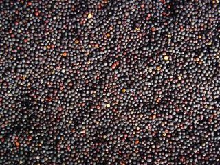 non-GMO rapeseed - 1500 tons. Delivery on DAP terms