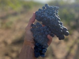 Merlot grapes, BGN 1.20 per kilogram. Available on September