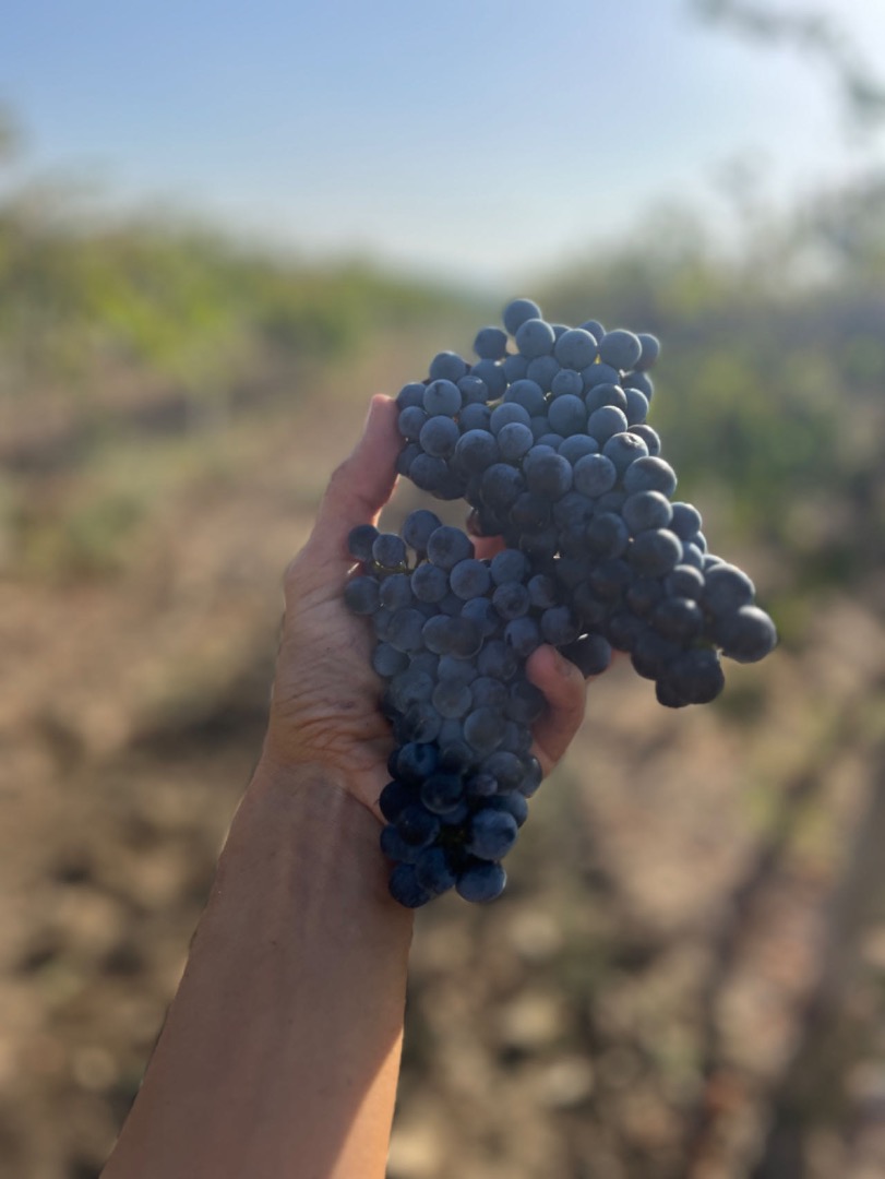 Merlot grapes, BGN 1.20 per kilogram