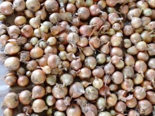 I will sell onions from seed bags according to