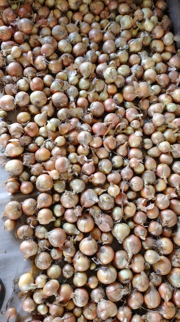I will sell onions from seed bags according to the customer's wishes