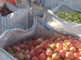 Apples for juice