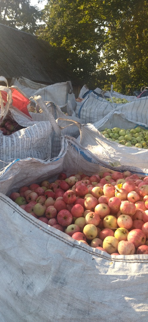 Apples for juice