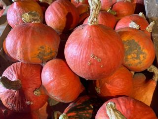Hokkaido pumpkins for sale. Quantity about 1T. Sizes from