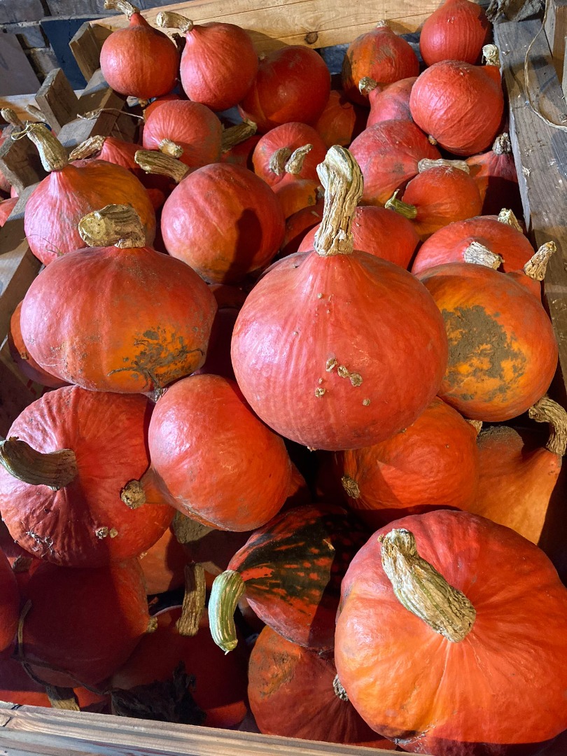 Hokkaido pumpkins for sale