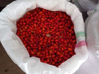 I am selling rose hips, large quantity.