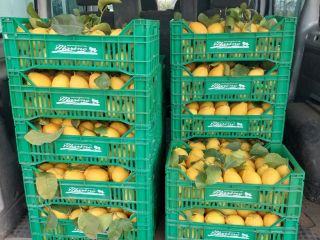 LEMON SALE, SUPPLIES TO COMPANIES AND PRIVATE INDIVIDUALS