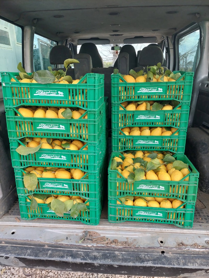 LEMON SALE, SUPPLIES TO COMPANIES AND PRIVATE INDIVIDUALS