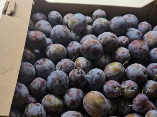 "Elena" type plums for brandy 0.6 euro/kg Plums for