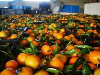 Oranges, Mandarines, Kaki in offer Place of origin Greece