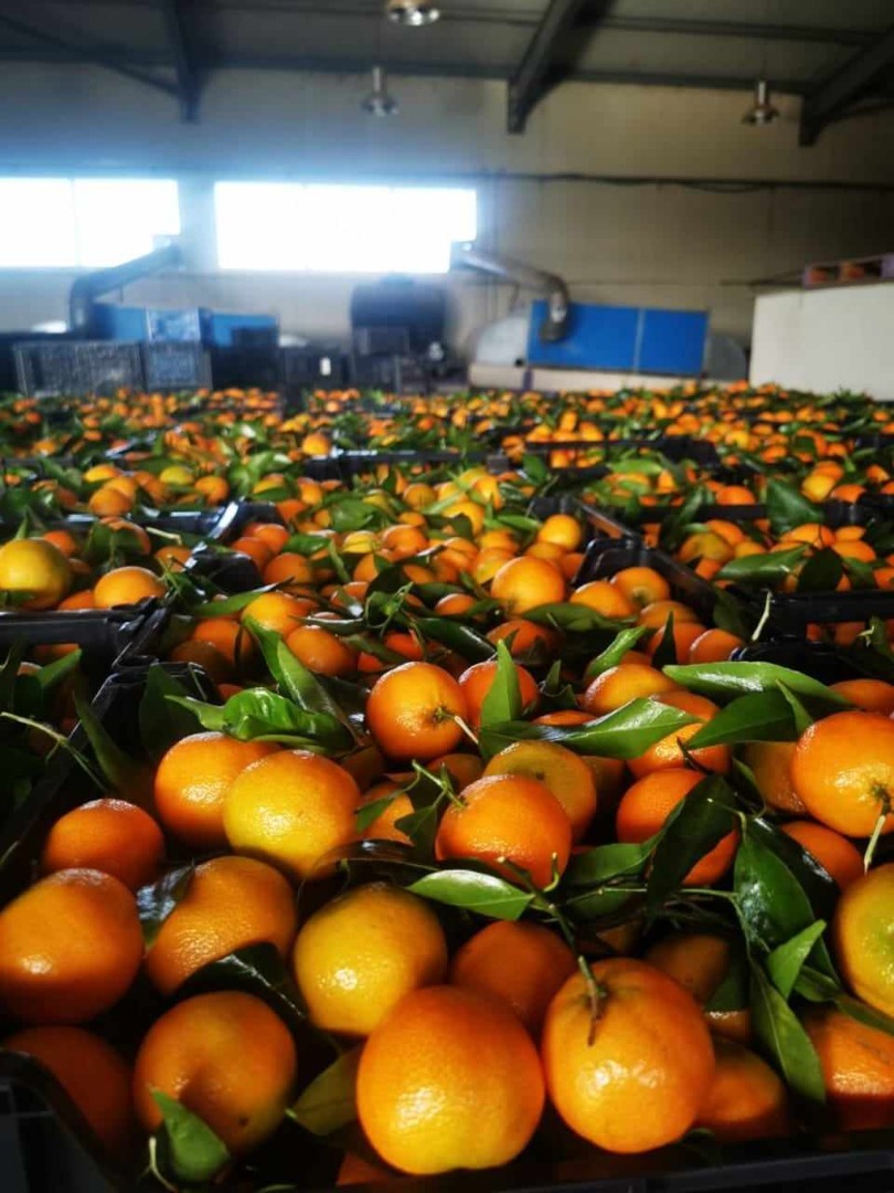 Oranges, Mandarines, Kaki in offer Place of origin Greece