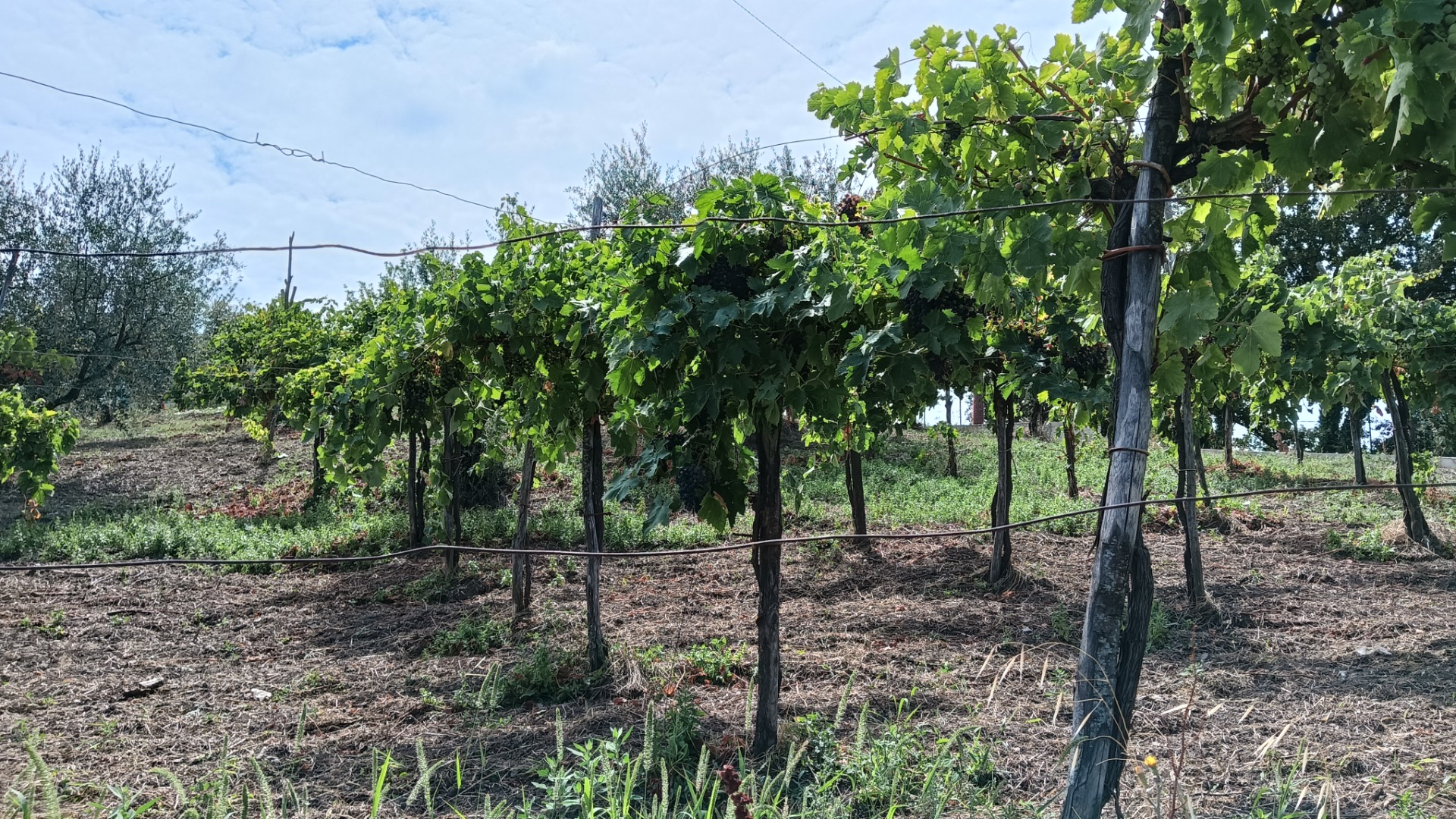 In the locality of Parolise (AV) I sell red Aglianico grapes with an excellent sugary and well-structured level