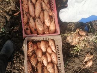 We have fresh sweet potato with suitable price and
