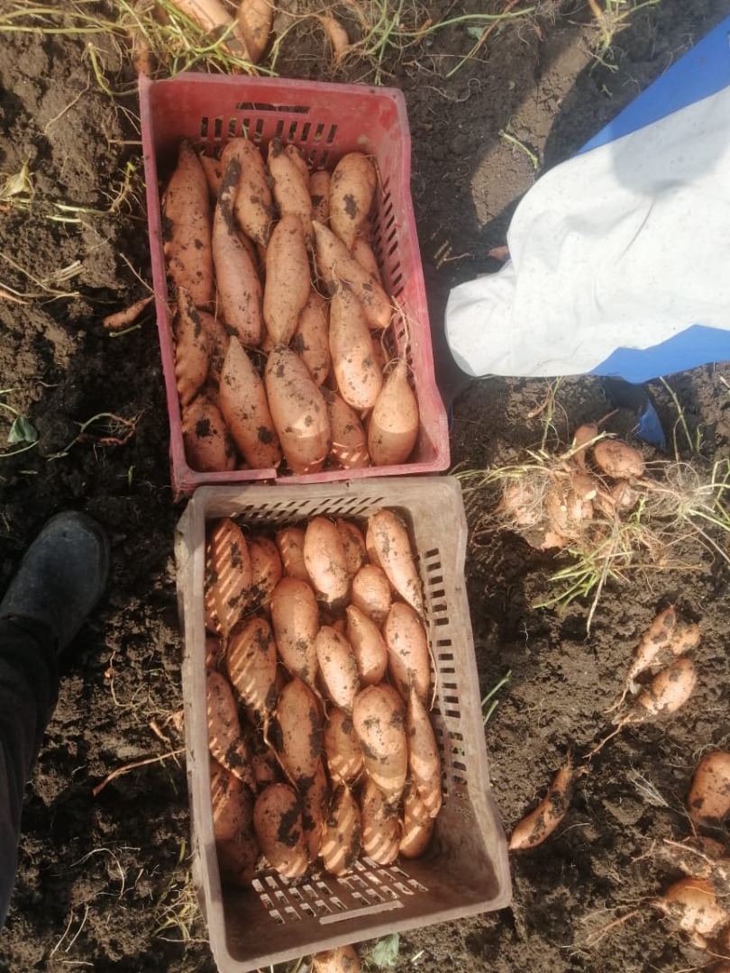 We have fresh sweet potato with suitable price and high quality