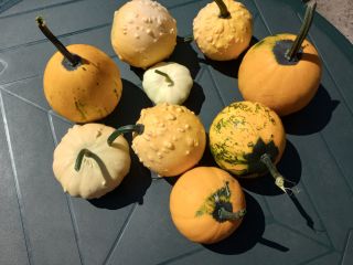 I have a mix of ornamental pumpkins for sale.