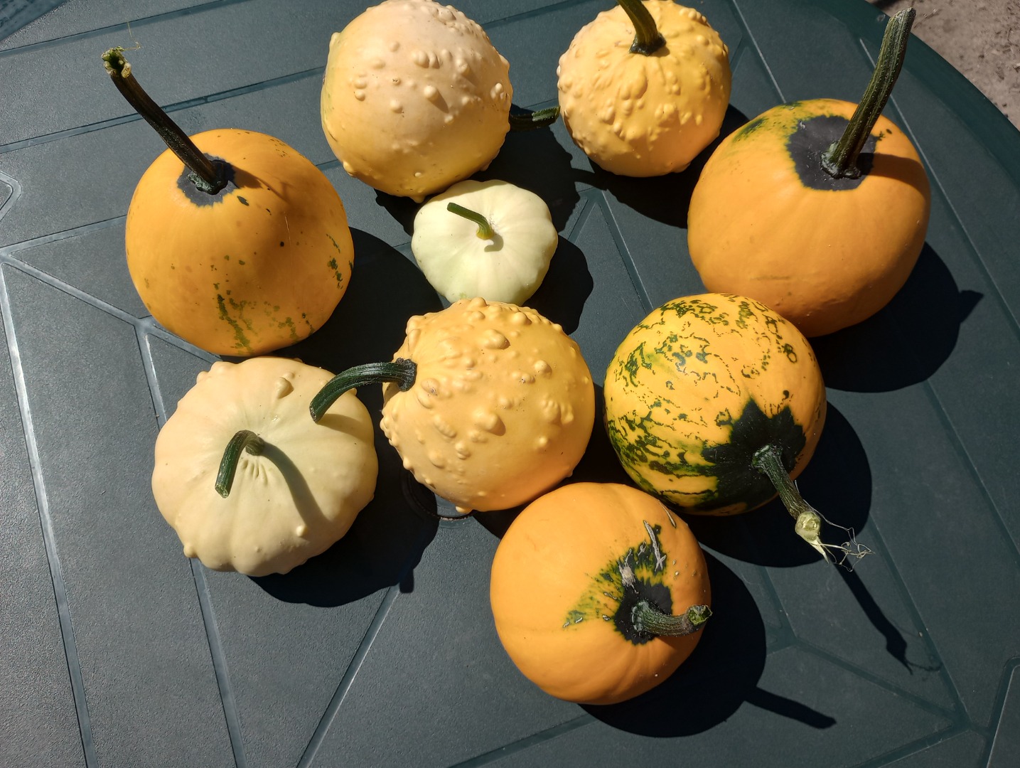 I have a mix of ornamental pumpkins for sale