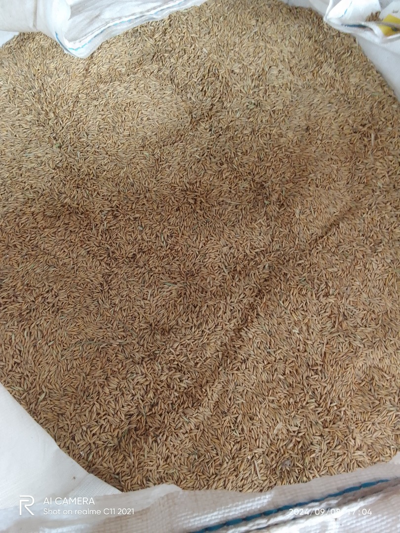 Oats from 2024 grown according to organic regulation 6