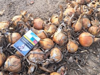I will sell healthy spring sown onions with nice