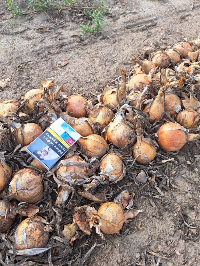 I will sell healthy spring sown onions with nice size and skin in a bag or for peeling Price 0.80 PLN/kg 87-702 Koneck