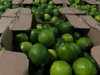 GREEN LIME for sale. Very juicy, thin skin. Country