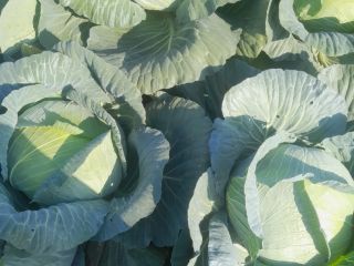 I will sell flat cabbage, 2-4 kg