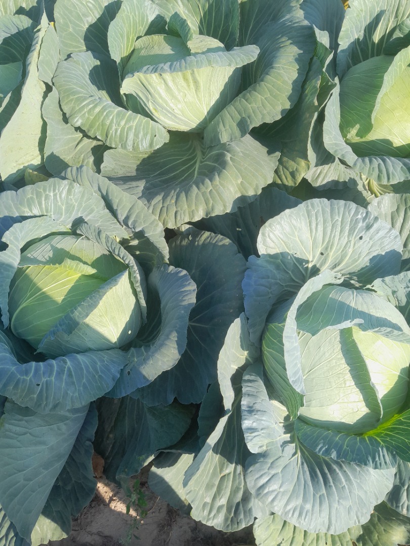 I will sell flat cabbage, 2-4 kg